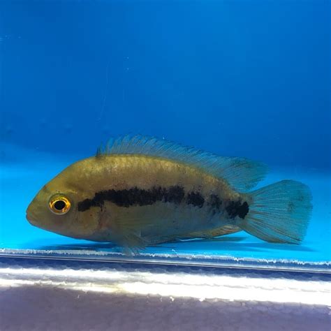 Rainbow Cichlid Freshwater Fish
