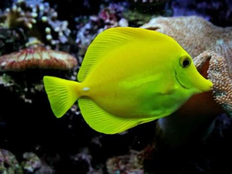 20 Best Saltwater Fish For Beginners With Pictures