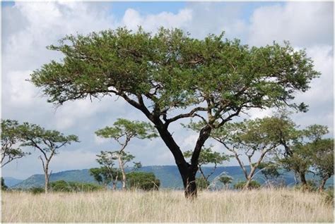 What Determines Tree Grass Ratios In Tropical Savannas Photograph