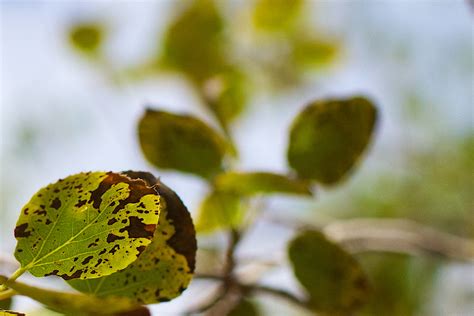 Free Images Tree Nature Branch Blossom Sunlight Leaf Flower Green Produce Autumn