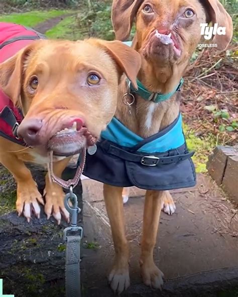 These Rescue Dogs Will Melt Your Heart Dog Were So Happy These