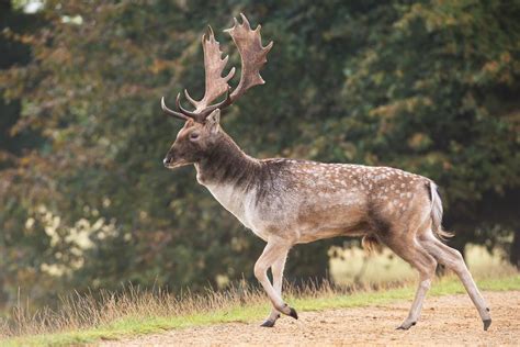 Do Fallow Deer Shed Their Antlers