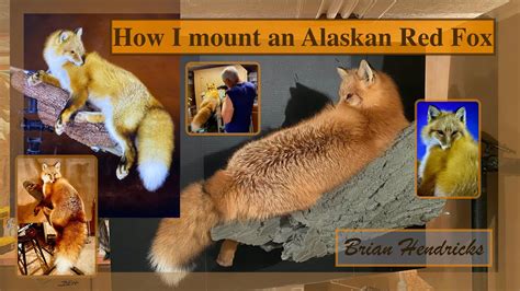 How I Mount An Alaskan Red Fox Youtube