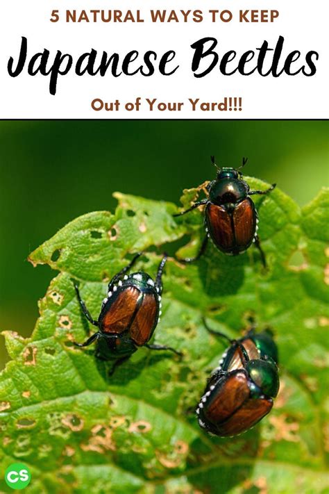 5 Best Ways To Get Rid Of Japanese Beetles Naturally Artofit