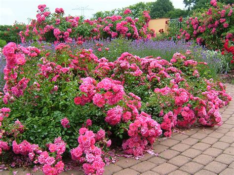 Flower Carpet Pink Groundcover Rose With Lavender Along Walkway The