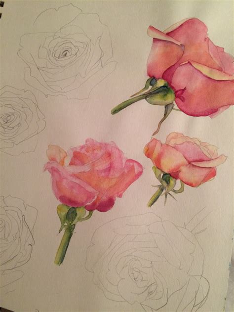 Watercolor Roses By Laura Kirste Campbell Loose Watercolor