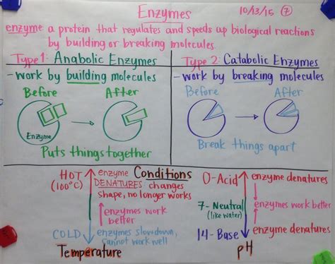Enzymes Glad Anchor Chart Scientific Gladiators Chart Examples