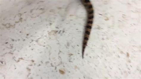 Grams Taxidermy Studio - Home | Facebook