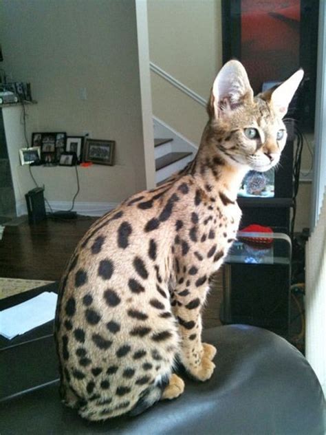 Browse our list of cats and kittens breed like savannah, bengals savannah cat breeders. Savannah Cat Rescue: Interesting Facts That Will Amaze You ...