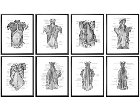 Labeled Muscular System Structure Posters Human Body Anatomy Etsy