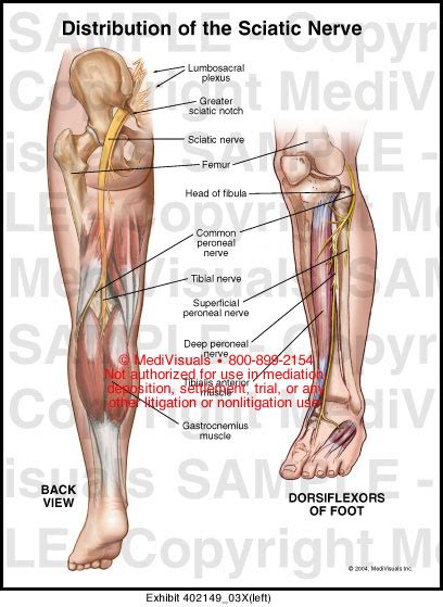 Distribution Of The Sciatic Nerve Medical Illustration