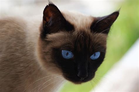 How Affectionate Siamese Cats Really Are Siamese Of Day