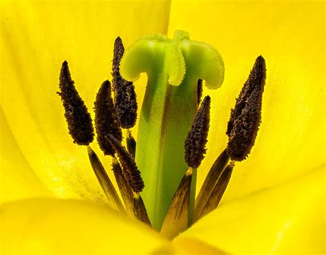 Tulip Pistil And Stamen Close Up Тюльпаны Красивые цветы Цветы