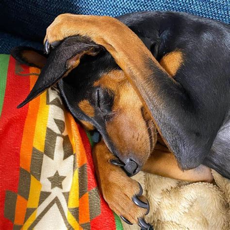 14 Pictures Only Miniature Pinscher Owners Will Think Are Funny Page