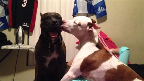 Pitbulls Kissing Youtube