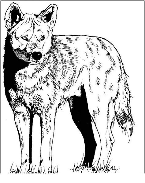 Kojotův Přítel Vlka Omalovánka Omalovánky Vlci