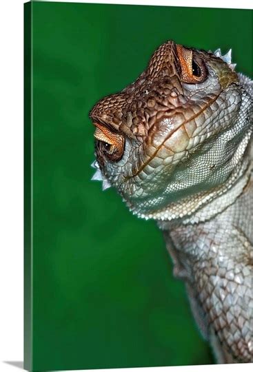Close Up View Of A Lizards Face Photo Canvas Print Great Big Canvas