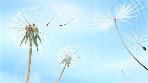 White Dandelion High Definition Wallpapers