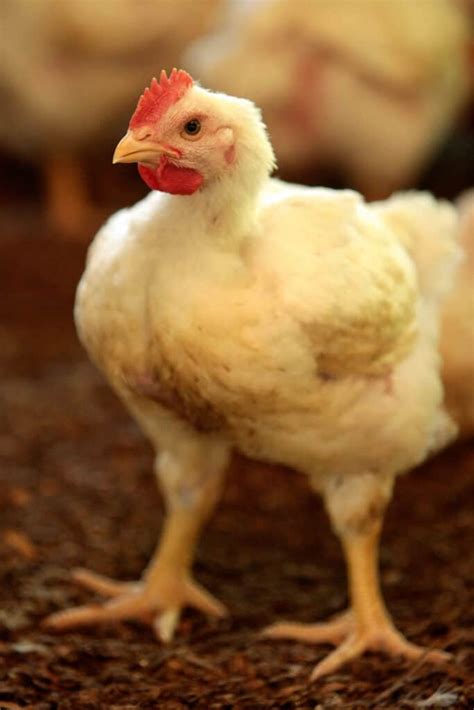 Best Meat Chicken Breeds To Raise On Your Small Farm Or Homestead