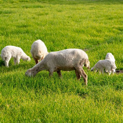 Great Gains Sheep And Goat Pasture Seed