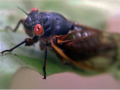 Billions Of 17 Year Cicadas Set To Emerge In Ny In 2021 New York City