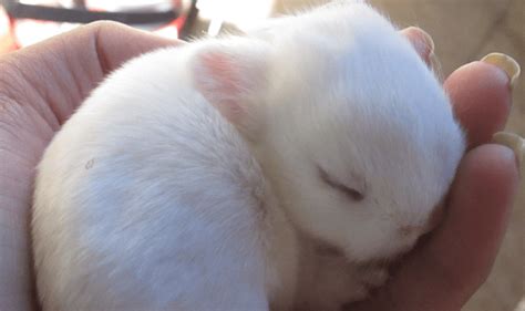 Exploring 7 Incredible Baby Rabbit Facts From Kits To Adults Animal