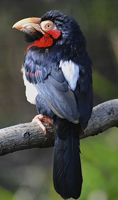 London Zoo Tropical Birds Flickr Photo Sharing