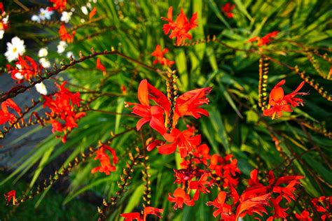 Bright Red Flowers Are Blooming On The Branches Of Palm Trees In An