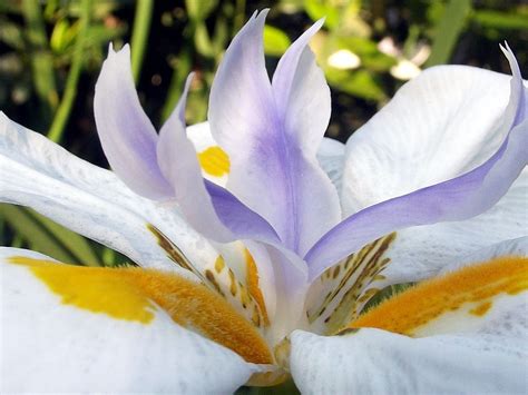 Fairy Iris Flower Flowers Free Photo On Pixabay Pixabay