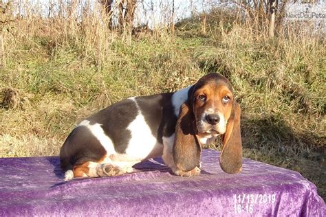 See our available basset hound and irish terrier puppies and upcoming litters! Barney: Basset Hound puppy for sale near Kansas City, Missouri. | ad6085e3-94f1