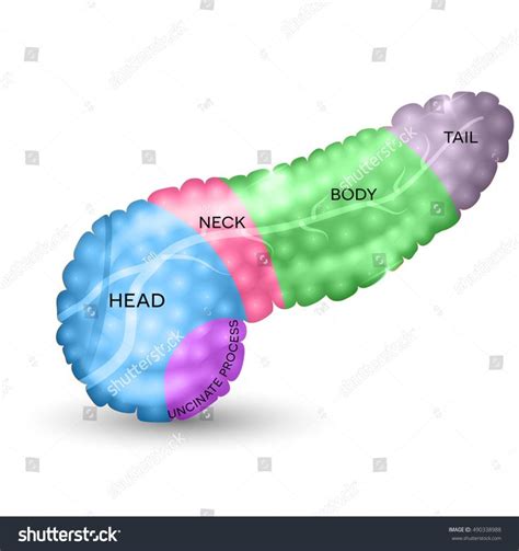 Pancreas Parts Detailed Colorful Illustration Stock Vector Royalty