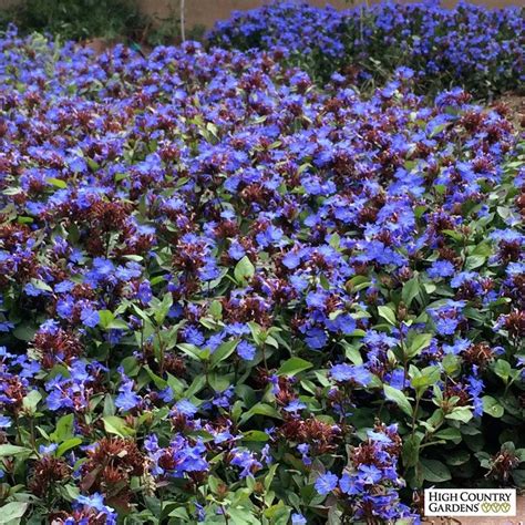 Learn about 62 purple flower types, plus other types of flowers and the meaning of rose colors. Hardy Plumbago (Ceratostigma) | High country gardens ...