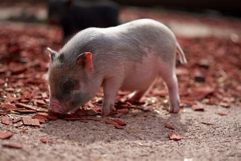 Bc Man Eats Pet Pig Weeks After Adopting From Spca Richmond News