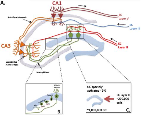 Hippocampal Circuitry A Perforant Path Axons Extending From Layer