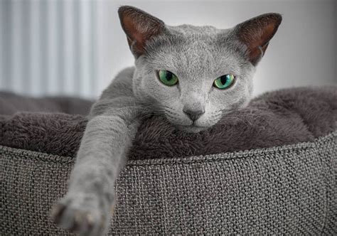 Meet Gorgeous Russian Blue Cats With Hypnotic Green Eyes