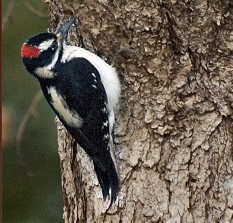 Hairy Woodpecker Picoides Villosus By Ted Grussing Woodpecker