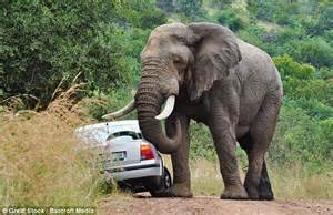 Confused Elephant Has Sex With A Car Then Rams Into Ditch Daily