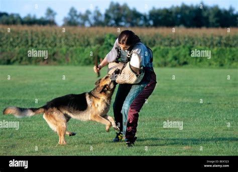 23 Training German Shepherd Police Dog L2sanpiero