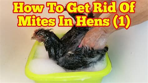 How To Get Rid Of Mites In Chickens1 Youtube