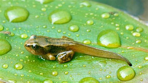 Common Frog Rana Temporaria Woodland Trust