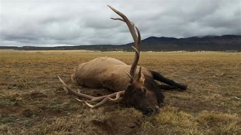 Video Giant Bull Elk Trips While Jumping Over A Fence Field And Stream