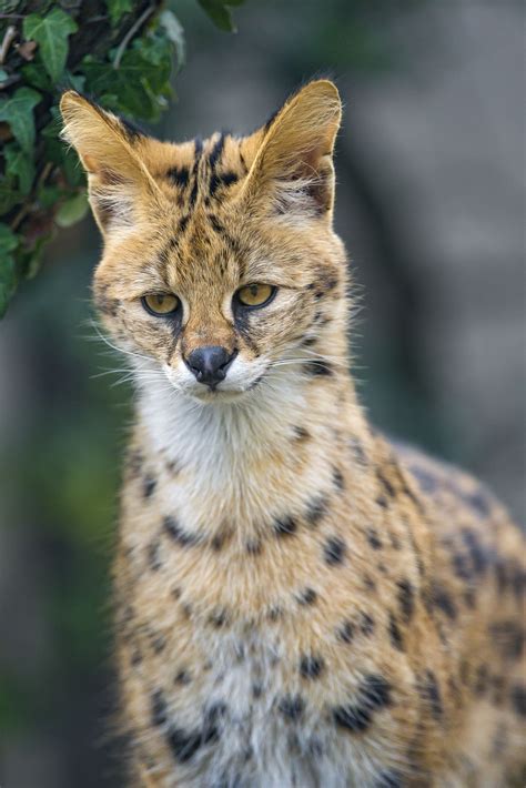 Flickrpenjc5b Shy Serval Servals Are Very Cute With