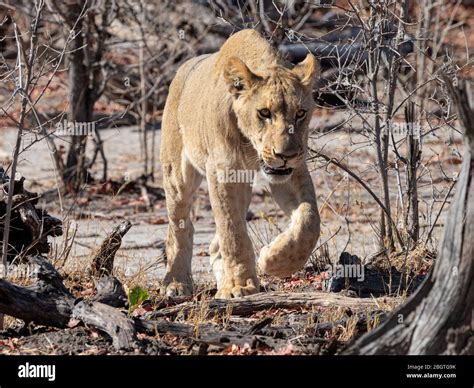 An Adult Lioness Panthera Leo On The Prowl In Chobe National Park Botswana South Africa