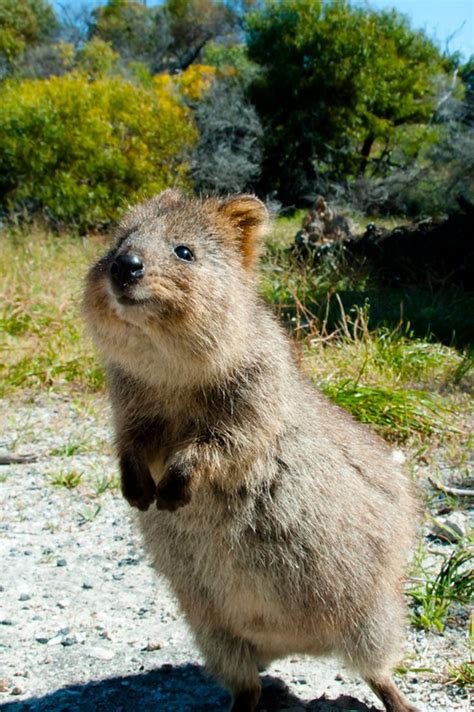 The best quokka baby compilation video that ever exists. 8 Best Things to do in Perth | Quokka, Quokka baby, Happy ...