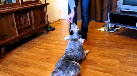 Blue heeler or australian cattle dog are a popular choice of breed, especially with those who have livestock and acres of land to guard. Training With a Blue Heeler Puppy - YouTube