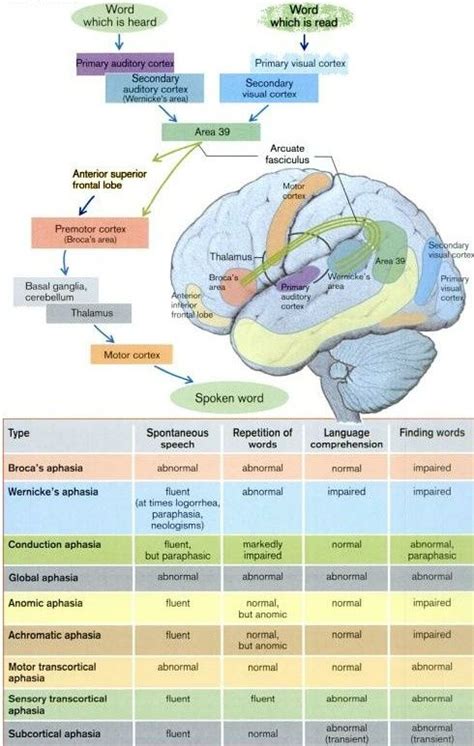 Aphasia Summary Neurología Psicobiología Neuroanatomia