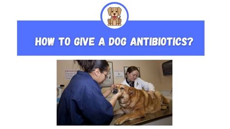 How To Give A Dog Antibiotics The Canine Expert