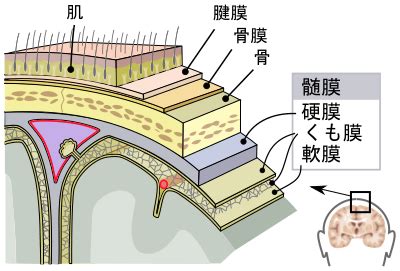 The site owner hides the web page description. くも膜下出血と脳動脈瘤の原因、症状、治療について ｜ 健康 ...