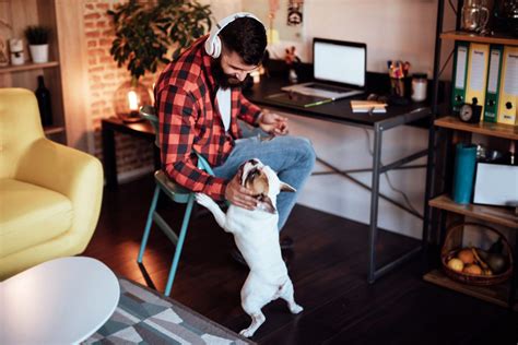 Three Ways To Distract Your Dog While You Work From Home