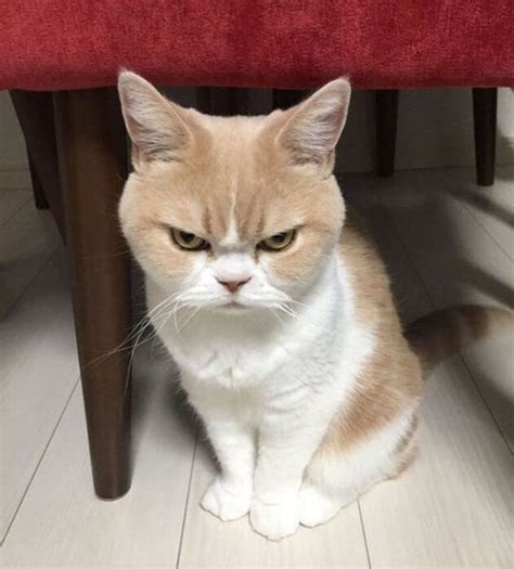 Meme Mèo Tức Giận Những Hình ảnh Dễ Thương Khiến Bạn Cười Ra Nước Mắt